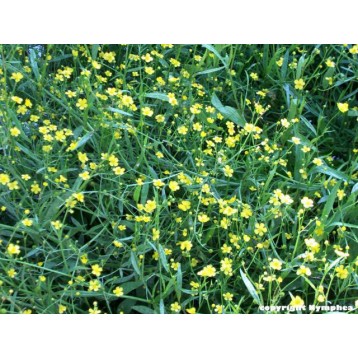 Ranunculus flammula